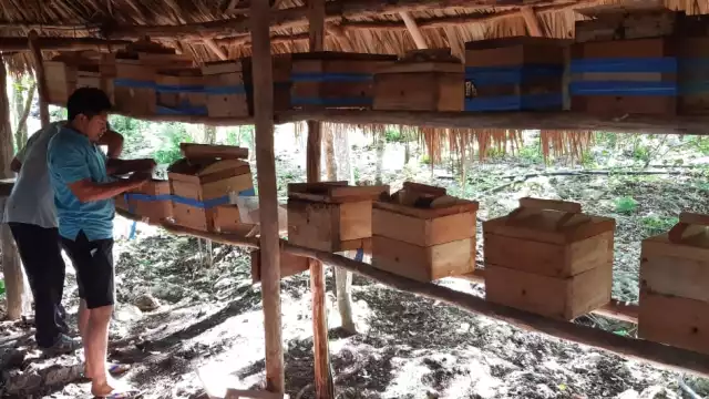El apicultor, después de un año, logró una baja producción en apiarios de Xunan Kab