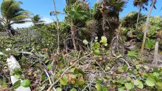El ecosistema se vio seriamente dañado