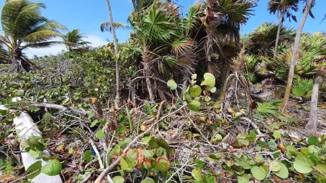 El ecosistema se vio seriamente dañado