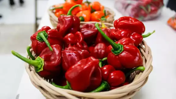 Mérida celebra al chile habanero con cultura, sabor y tradición en el corazón del Centro Histórico