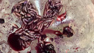 Gusano barrenador aumenta en Campeche; acumula 803 casos en animales y humanos