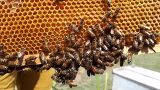 Abejas emigran y despueblan colmenas en Campeche