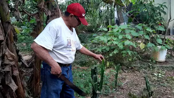 Su vivero dispone de una amplia variedad de especies Su vivero dispone de una amplia variedad de especies