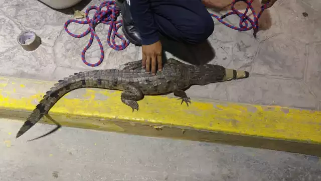 FOTOS: Miguel Améndola