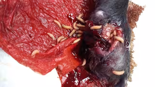 Detectan 25 nuevos casos de gusano barrenador en Campeche en una semana; uno en humanos