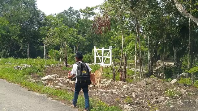 En algunas parte de la Zona Continental de Isla Mujeres, se siembra cilantro, calabaza y chile habanero