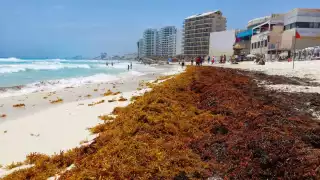 El sargazo que recala en las playas de Cancún