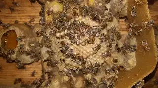 Recibirá financiamiento durante un año, periodo en el que se dará seguimiento a las actividades