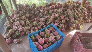 Al alza cosecha y venta de pitahaya en Felipe Carrillo Puerto
