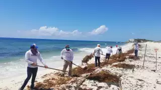 Zofemat recolecta más de 123 toneladas de sargazo en playas de Cozumel