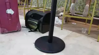 Perrito en el aeropuerto de Cancún