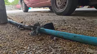 Los vecinos aseguran que las chiches llegan del monte y ya han invadido el 80 por ciento de las casas, dejando mal olor