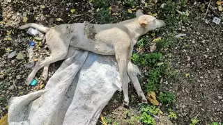 La mascota de la denunciante murió debido a los golpes propiciados por su vecino en Tizimín