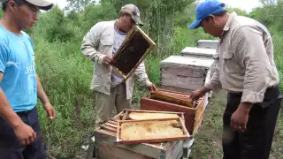 Horticultores reportaron que una persona suele utilizar un dron para rociar agrotóxicos