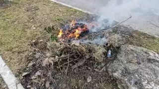 Autoridades de Benito Juárez iniciaron un programa sanitario emergente, donde se contempla la recoja y traslado de la basura
