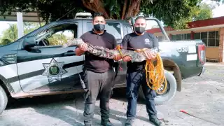 Delta provoca "invasión" de animales salvajes en Yucatán