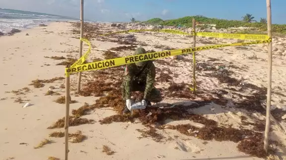 Los tabiques fueron traslados hacia playa del Carmen donde quedaron a disposición de la autoridad competente Los tabiques fueron traslados hacia playa del Carmen donde quedaron a disposición de la autoridad competente