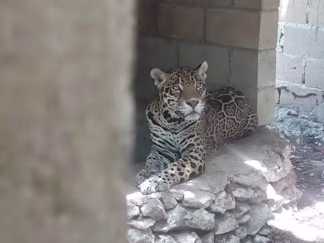 Rescatan 15 ejemplares de fauna silvestre enjaulados en un predio de Playa del Carmen