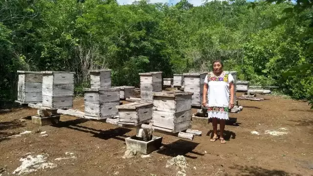 En Felipe Carrillo Puerto se tiene poco más de mil 400 productores