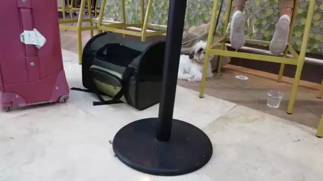 Perrito en el aeropuerto de Cancún