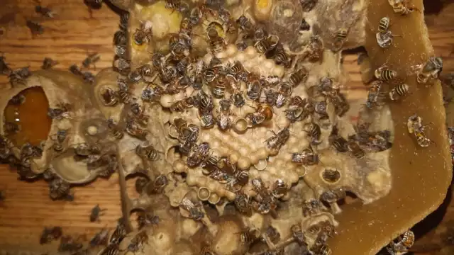 Recibirá financiamiento durante un año, periodo en el que se dará seguimiento a las actividades