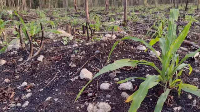 Los campesinos de Ramonal indicaron que necesitan semillas, fertilizantes y equipos para reactivar sus cosechas y comercializarlas