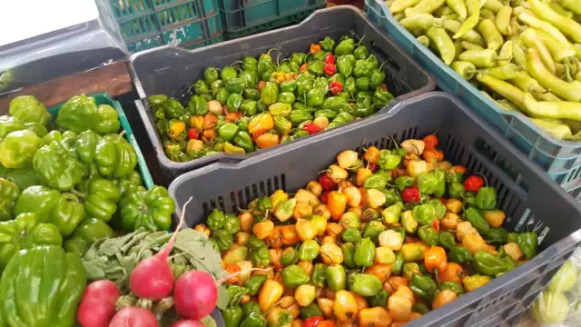 Debido a los fenómenos climatológicos del año pasado el situación fue difícil para los agricultores