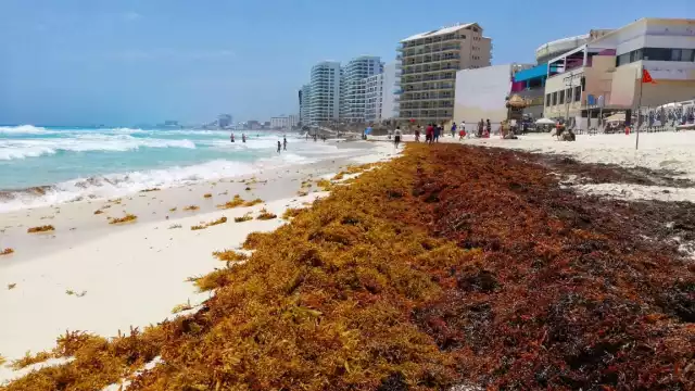 El sargazo que recala en las playas de Cancún