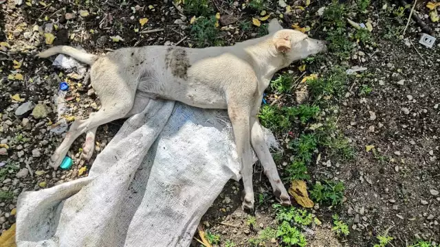 La mascota de la denunciante murió debido a los golpes propiciados por su vecino en Tizimín