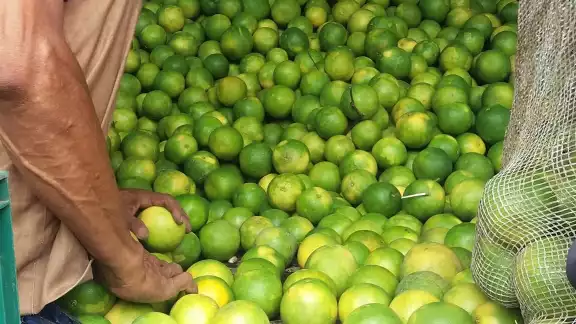 En 2021, el precio de esta fruta oscilaba en 12 pesos, pero con el inicio del 2022, el alza al salario mínimo, la gasolina y los temporales fríos lo elevaron hasta 20 pesos