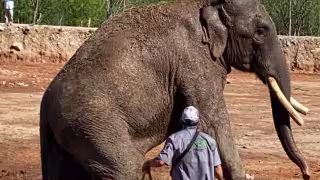 El santuario Ostok Animal Protection & Sanctuary se encuentra en la localidad de La Campana, al norte de Culiacán