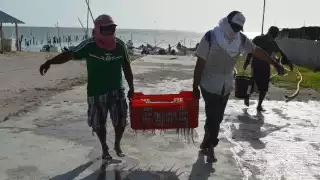 La temporada de captura del pulpo debe ser respetada por los pescadores de Campeche, para evitar dañar su reproducción