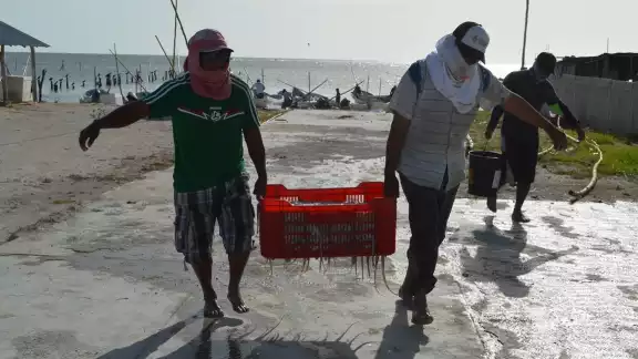 El molusco se cotiza entre los pescadores
