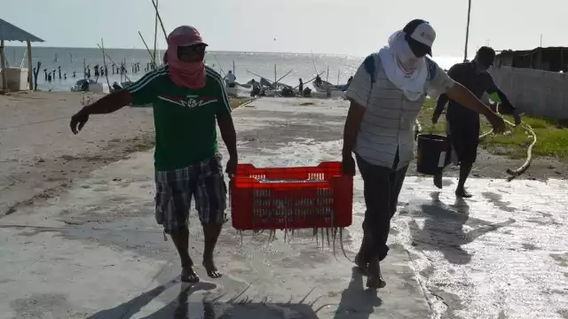 La temporada de captura del pulpo debe ser respetada por los pescadores de Campeche, para evitar dañar su reproducción