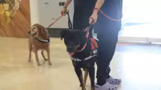 Congreso de Q. Roo analiza acceso libre a perros de asistencia, pero mantiene rezago en movilidad inclusiva