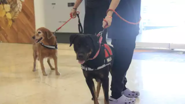 Aunque la Ley General de Movilidad y Seguridad Vial fue aprobada en el país en 2022 en la entidad no se aplica