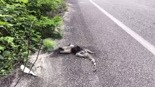 Arrolla camioneta a un oso hormiguero sobre la carretera vecinal José María Morelos-Naranjal