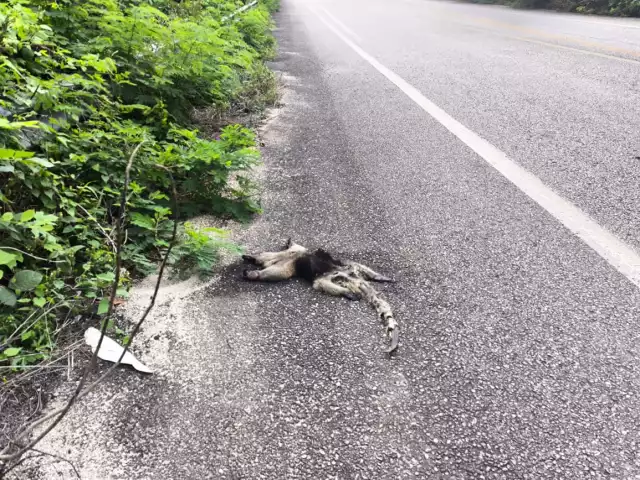 El oso hormiguero quedó tendido sobre la carrtera.