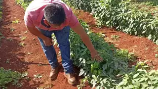 Pretenden comercializar 40 toneladas al mes de manera directa al consumidor para evitar a los llamados coyotes, y así obtener mayores ingresos