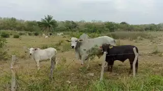 Productores de Tizimín lamentan que sus ganados puedan morir de hambre