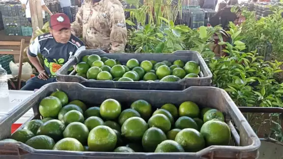 A nivel peninsular, es Yucatán el Estado que más toneladas de limón persa produce, según datos de la Secretaría de Agricultura y
Desarrollo Rural A nivel peninsular, es Yucatán el Estado que más toneladas de limón persa produce, según datos de la Secretaría de Agricultura y
Desarrollo Rural