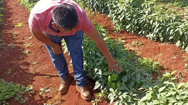 Pretenden comercializar 40 toneladas al mes de manera directa al consumidor para evitar a los llamados coyotes, y así obtener mayores ingresos