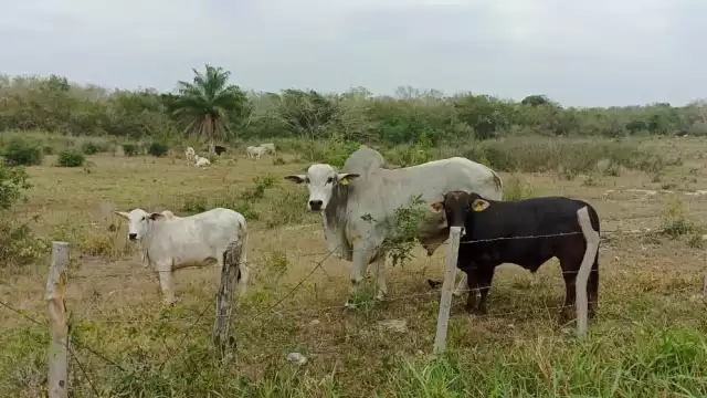 Productores de Tizimín lamentan que sus ganados puedan morir de hambre