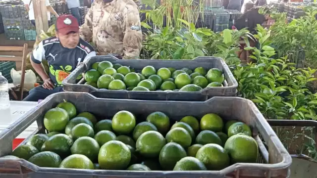 A nivel peninsular, es Yucatán el Estado que más toneladas de limón persa produce, según datos de la Secretaría de Agricultura y 
Desarrollo Rural