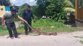 Enorme boa de más de 2 metros atemoriza a pobladores de Tizimín
