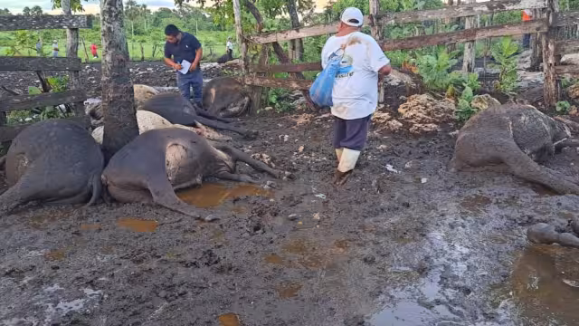 Fueron 13 toros, un semental, una yegua que estaba cargada y cerca de ocho carneros muertos
