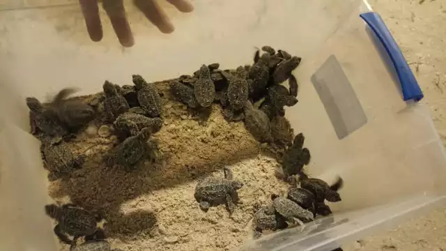 En 2025 se han asegurado cerca de 14 mil huevos de tortuga, cifra superior a la del año pasado