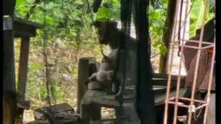 Rescatan a dos cachorros víctimas de maltrato animal en Motul: presentarán denuncia ante la FGE