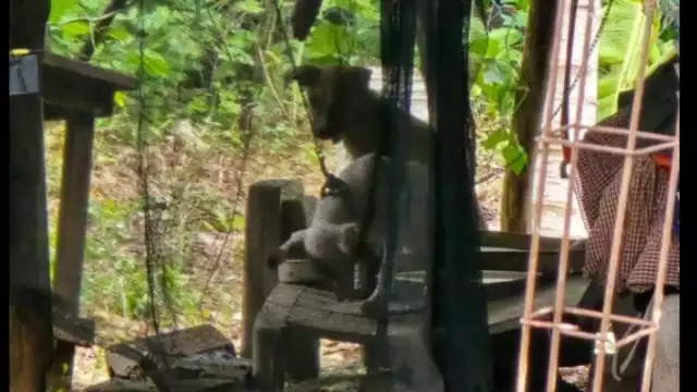 El caso ha generado indignación entre habitantes y voluntarios, quienes insisten en la necesidad de reforzar la vigilancia y promover la denuncia ciudadana