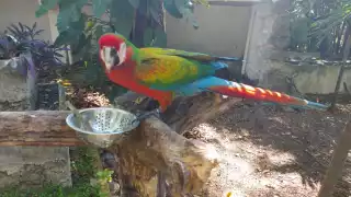 Imágenes de maltrato animal en el Jardín Zoológico Payo de Chetumal son falsas: Biólogo